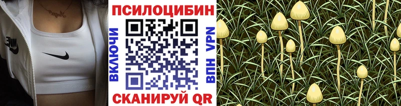 Галлюциногенные грибы Psilocybine cubensis  Купить закладки  Енисейск 